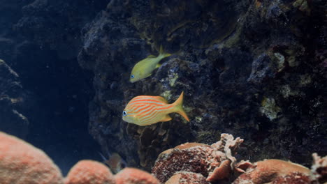 Toma-De-Seguimiento-En-Cámara-Lenta-De-Un-Pez-Gruñidor-Francés-Nadando-A-Través-De-Un-Arrecife-De-Coral.