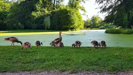 familie ägyptischer gänse mit gänseküken, die sich im sommer auf gras neben dem see ernähren