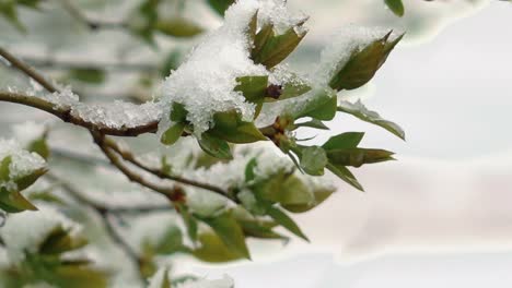 Snowfall-in-spring-on-green-leaves