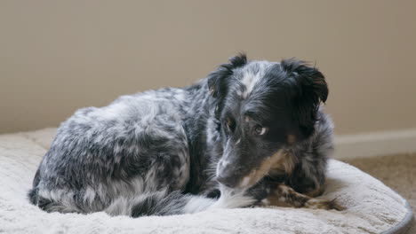 Hund-Liegt-Auf-Dem-Bett-Und-Leckt-Pfote