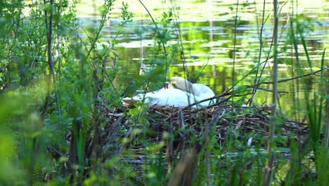 white swans sleeping on the baby