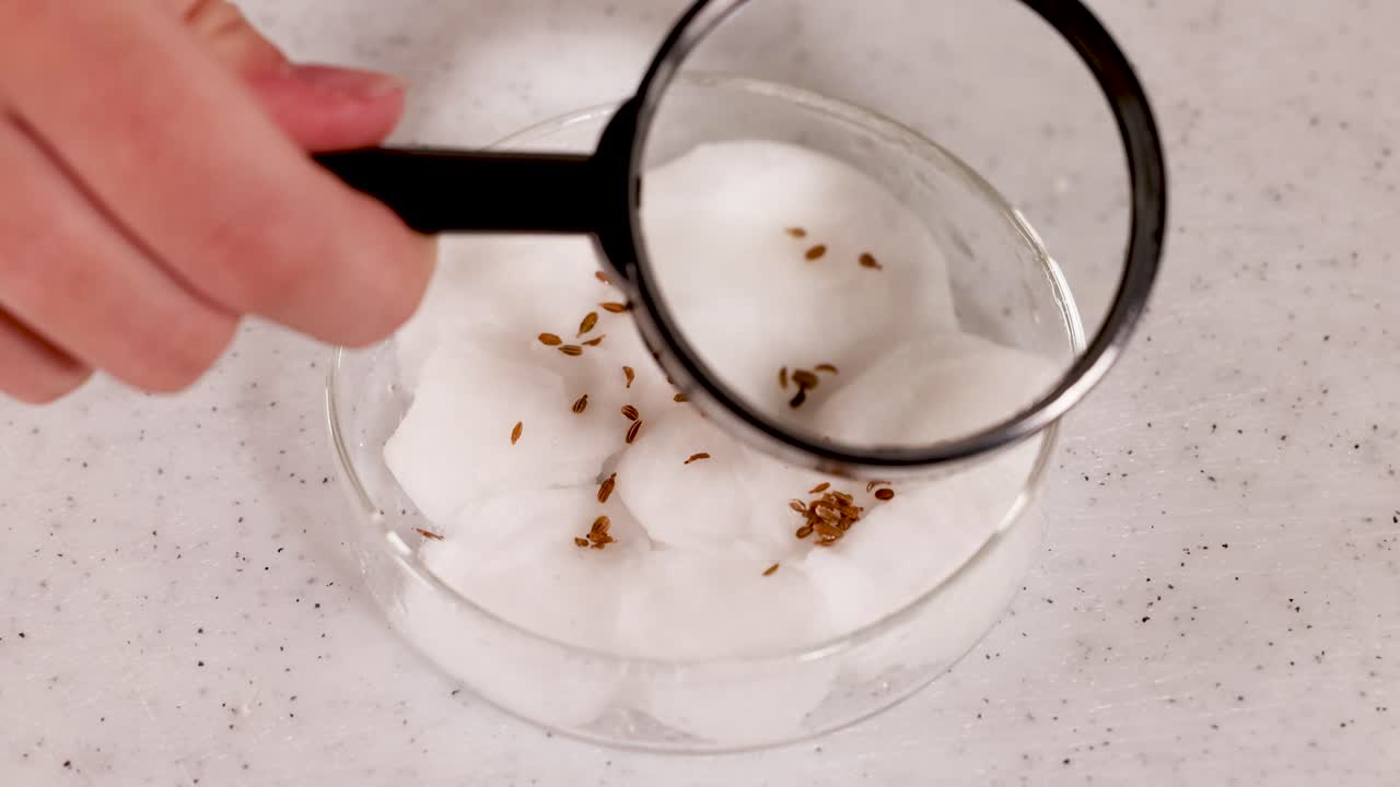 A scientist examines seeds on cotton wool using a magnifying glass in a well-lit laboratory setting
