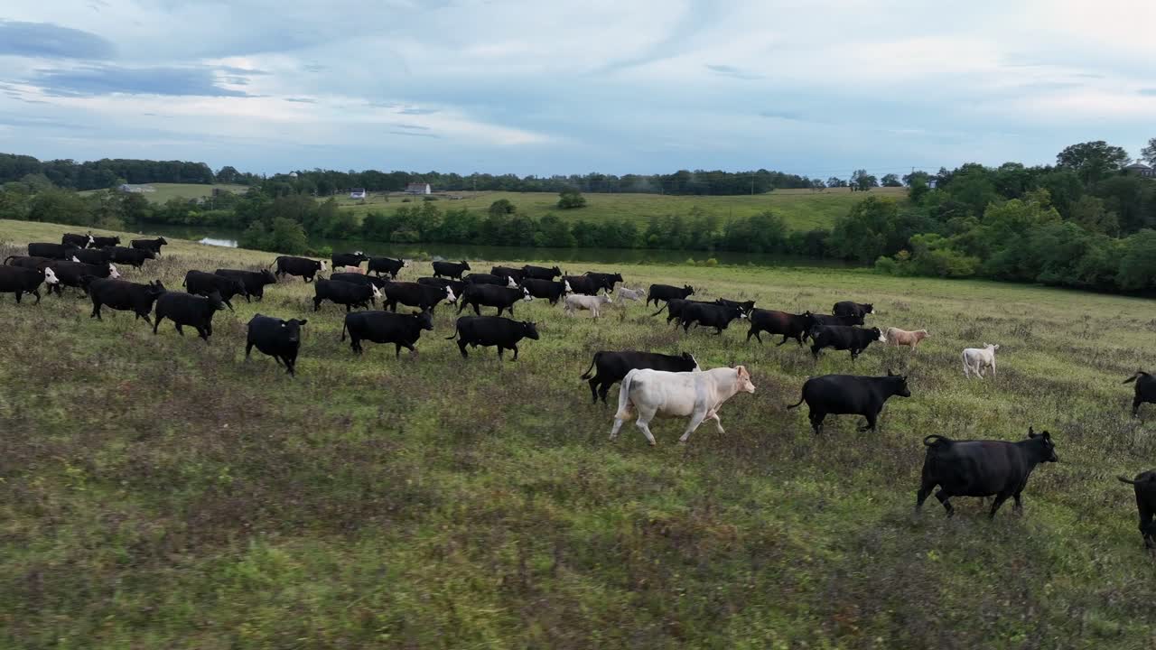 Il bestiame al pascolo in un campo