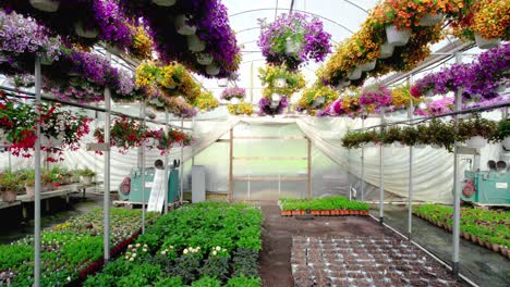 flying through colorful flowers in greenhouse hanging baskets at springtime