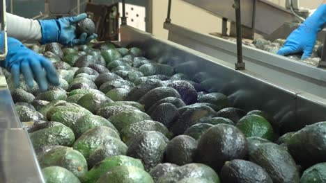 manos en movimiento lento recogiendo aguacates en una cinta transportadora