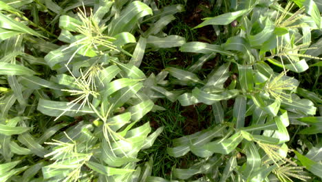 Corn-field,-aerial-over-the-rows-of-corn-stalks,-excellent-growth,-ripening-of-the-corn-field