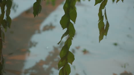 hojas verdes balanceándose suavemente en el viento, proyectando sombras suaves en un suelo cubierto de nieve, creando una escena de invierno serena con una mezcla de texturas naturales e iluminación sutil