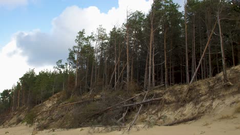 View-of-Baltic-sea-coastline-on-a-overcast-day,-steep-seashore-dunes-damaged-by-waves,-broken-pine-trees,-coastal-erosion,-climate-changes,-wide-handheld-shot