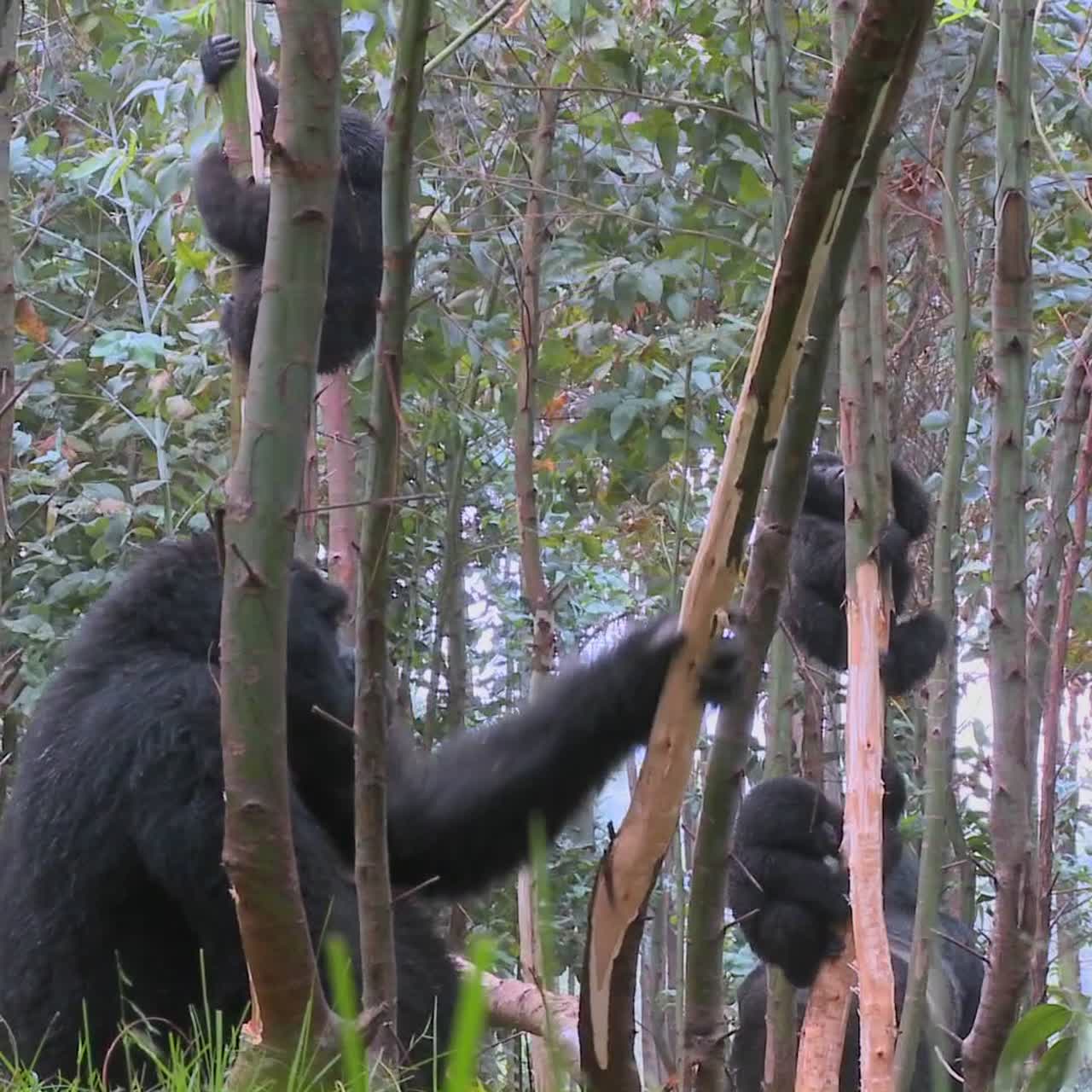 Gorilla di montagna che provano euforia dopo aver mangiato la linfa dagli alberi di eucalipto in Ruanda 4.