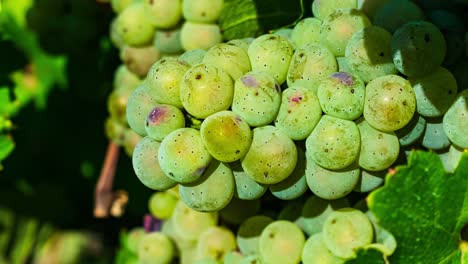 Zoom-in-on-a-grapevine-with-grapes