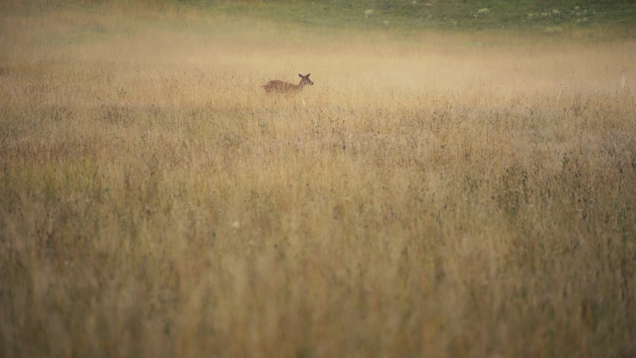 An atmospheric shot of a wild roe deer navigating through a field of tall, dry golden grass in the Dordogne region of France