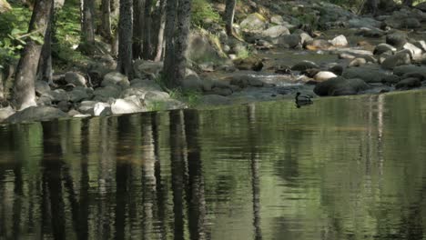 Un-Pato-Real-Parado-Solo-En-El-Estanque-De-Un-Río