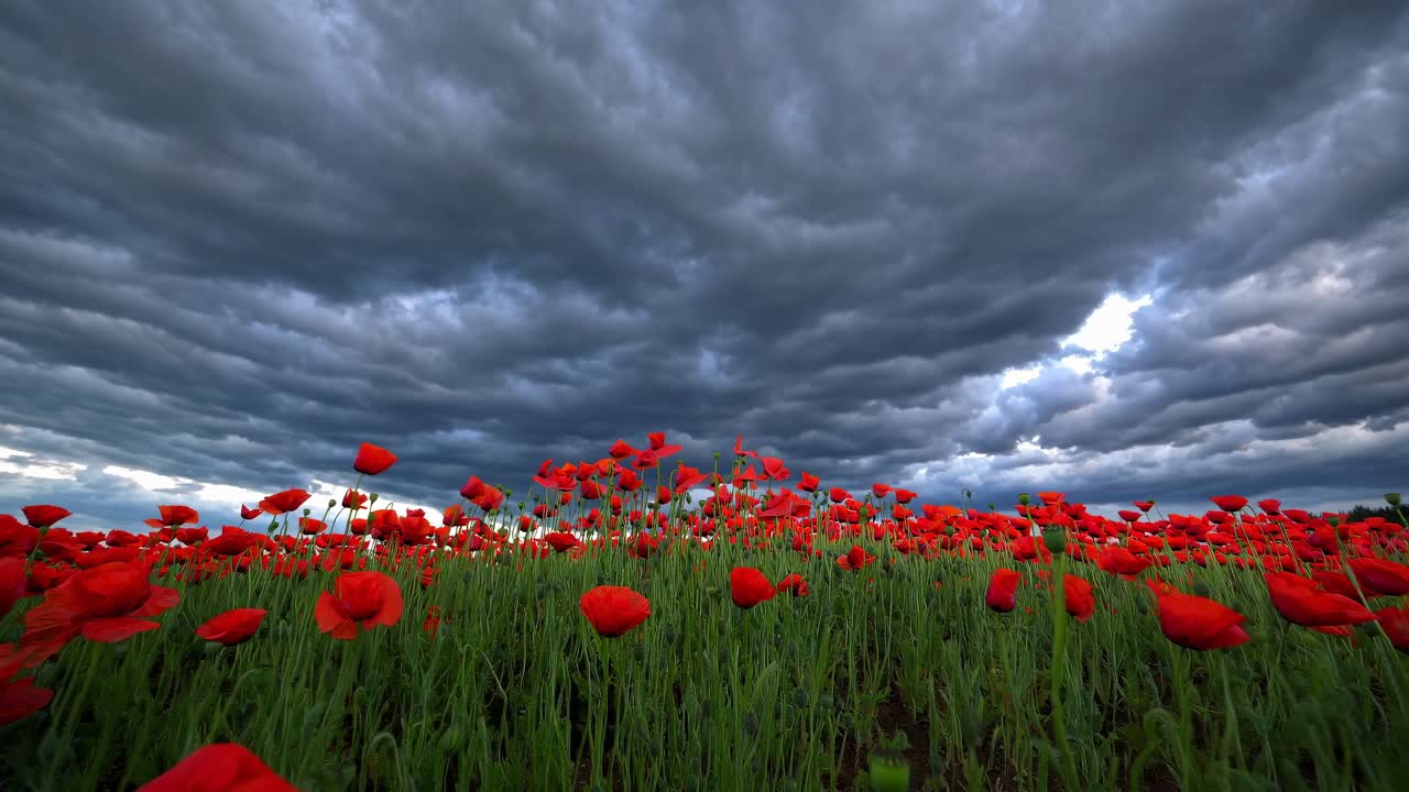 Red poppies blooming vibrantly in a field, set against a dramatic cloudy sky, showcase the captivating beauty and power of nature, highlighting the contrast of colors in the landscape