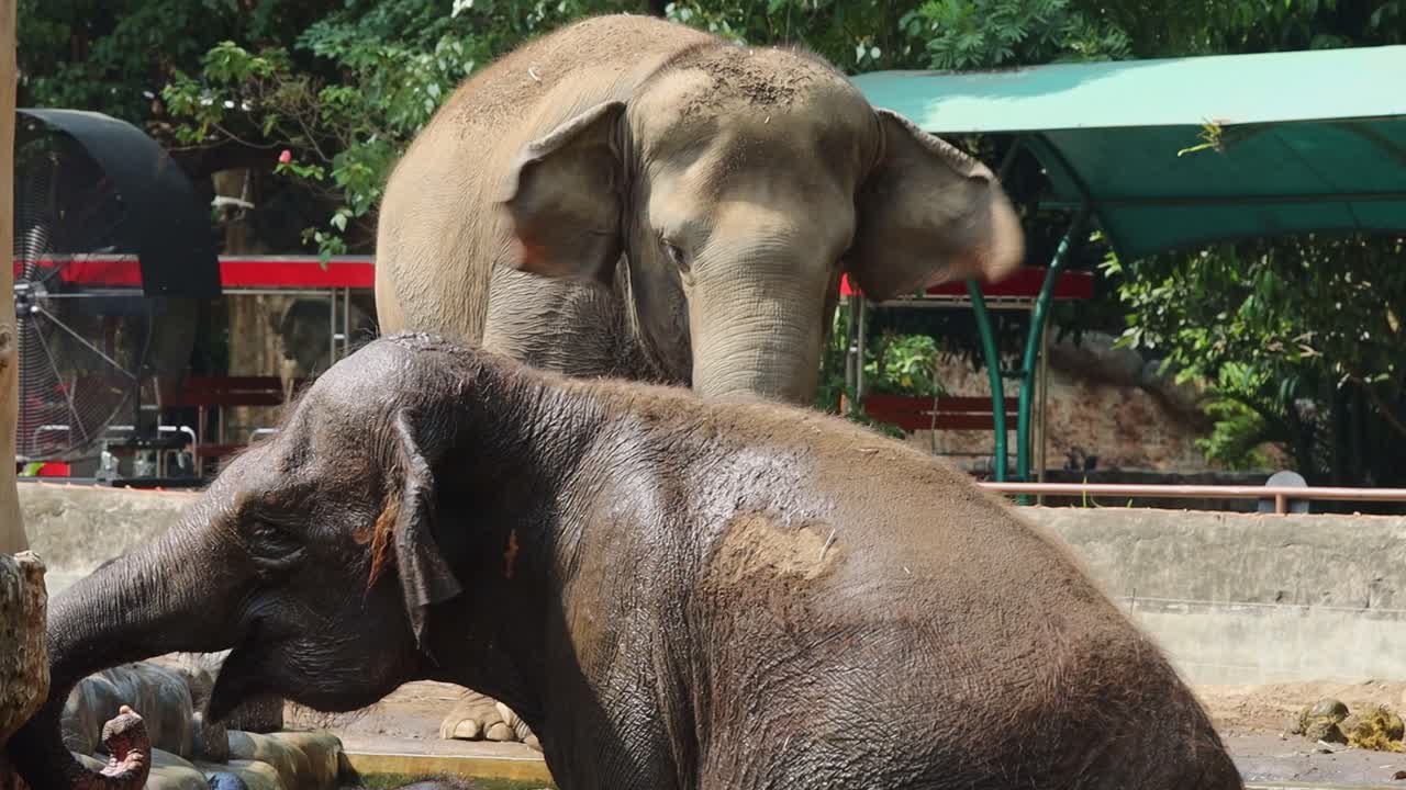 Two Elephants in a Zoo