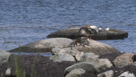 merganser común limpiando sus plumas, disparo estático