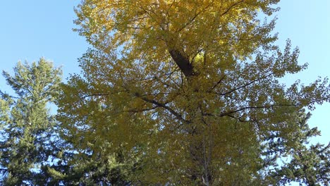 Tilting-upwards-towards-beautiful-late-Autumn-colors-in-large-tree---Ashley-Gorge-Reserve,-New-Zealand