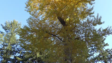 inclinándose hacia arriba hacia hermosos colores de finales de otoño en la reserva de gran árbol - ashley gorge, nueva zelanda