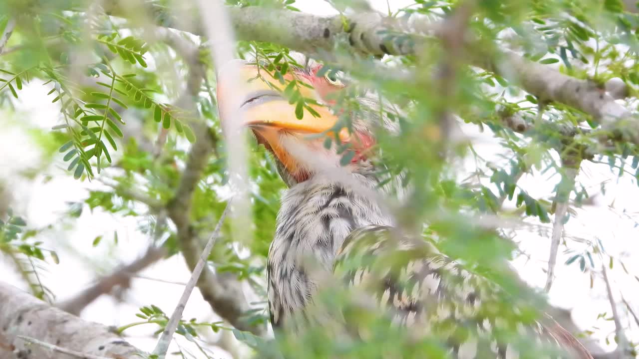 un primer plano del cuerno de pico amarillo del sur en el parque nacional kruger, sudáfrica