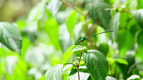 facing to the left while the camera zooms out, clear-winged forest glory, vestalis gracilis, thailand