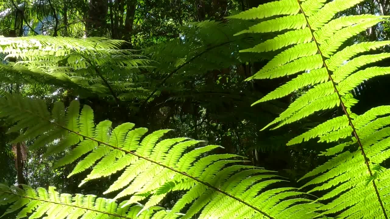 Frondose di felce di un verde brillante e alberi illuminati dal sole creano una vivace scena forestale, evidenziando la bellezza della natura.
