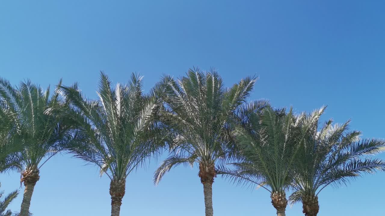 Palm trees low-angle footage on a bright sunny day. Palm trees against the clear blue sky. Concept of tropical areas. Coconut trees swaying in the wind. Perfect for a background picture