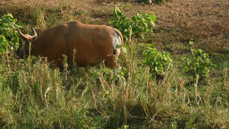 Banteng,-Bos-Javanicus,-Huai-Kha-Kaeng-Wildlife-Sanctuary,-Thailand