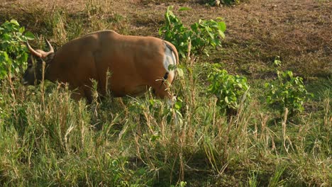 banteng, bos javanicus, santuario de vida silvestre huai kha kaeng, tailandia