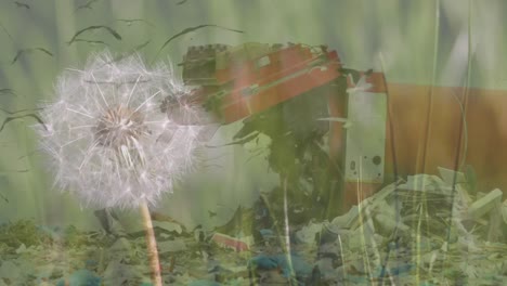 dandelion over lorry in rubbish disposal site