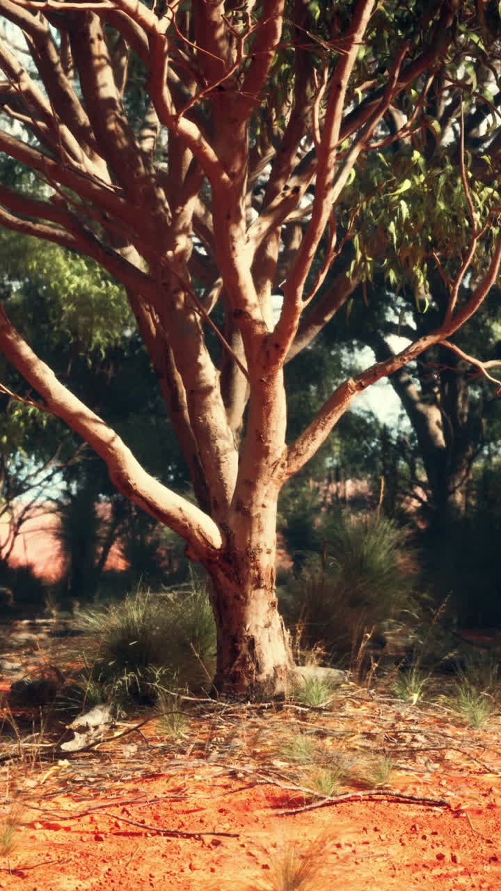 오스트레일리아 의 덤불 에 있는 외로운 유칼립투스 나무