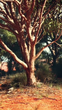 un árbol de eucalipto solitario en un arbusto australiano