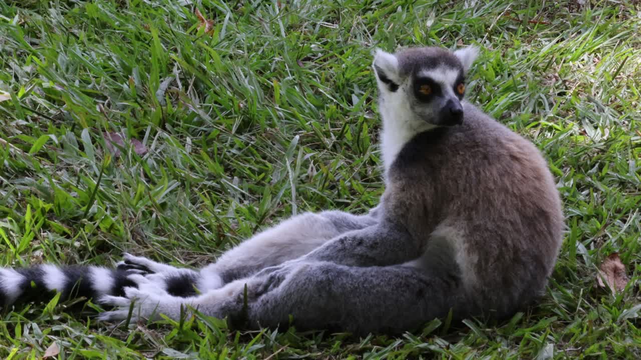 el lémur sentado y observando el entorno con calma