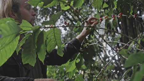 person harvesting coffee beans from a coffee tree
