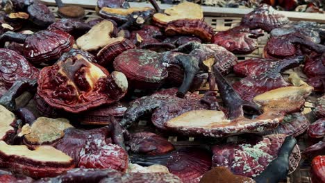 ling zhi mushroom of ganoderma lucidum on drying process for food and herbal medicine