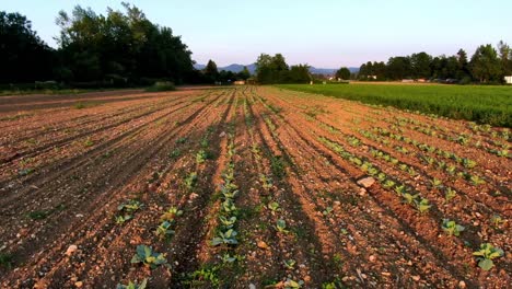 vista frontal del campo de coles al atardecer