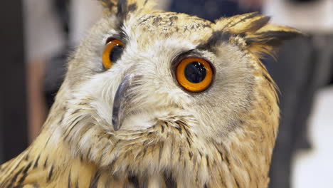 Close-up-of-an-owl-looking-forward-to-the-right-and-moving-its-head-up-to-the-left-as-it-responds-to-the-tourists-that-are-walking-around-it,-while-on-display-inside-a-zoo-in-Bangkok,-Thailand