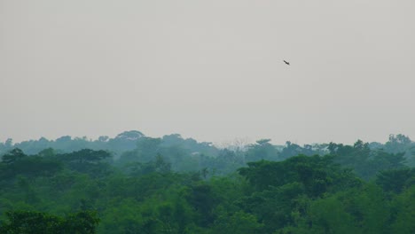 Aus-Der-Vogelperspektive:-Adler-Schweben-über-Dem-üppigen-Regenwald