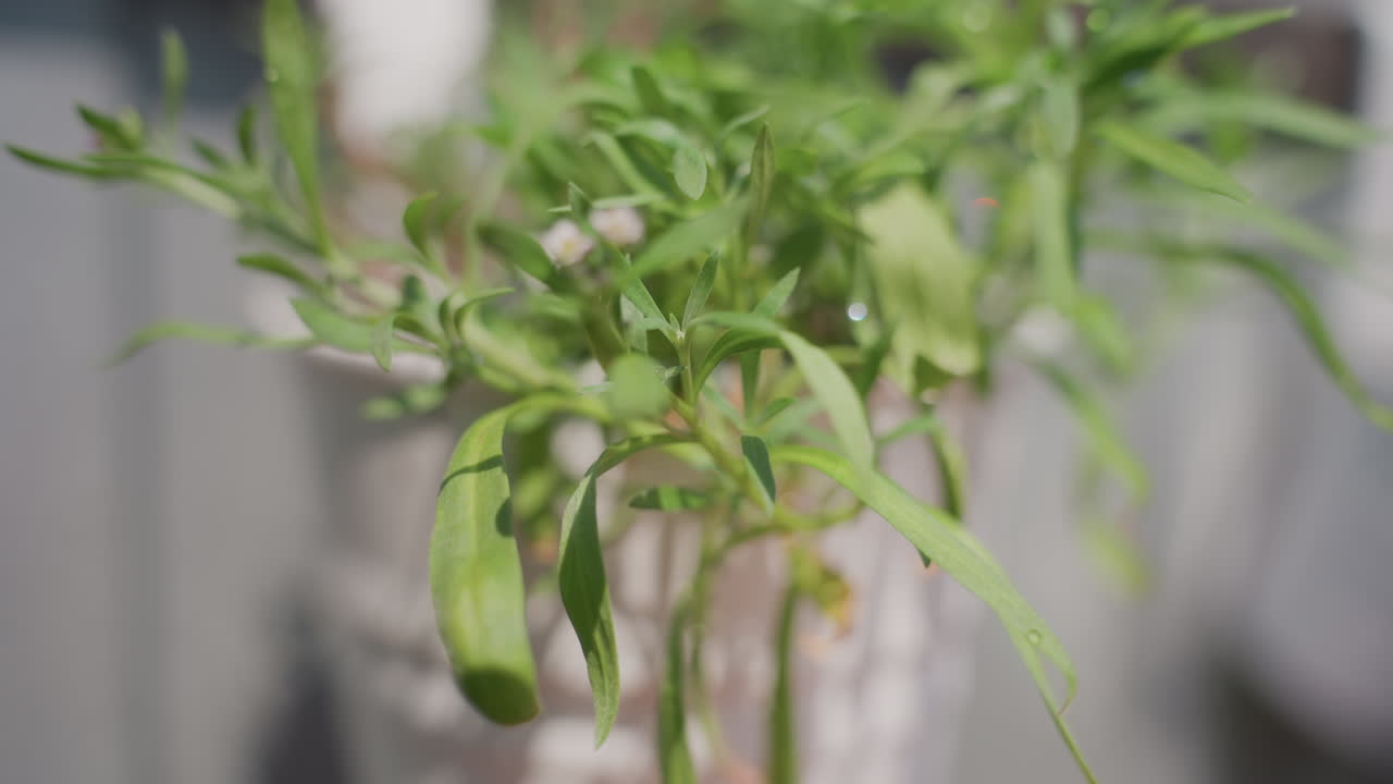 Macro Nozzle And Herb Pot CloseUp, Focused Irrigation Of Hanging Basil With Droplets And Textured Leaves, Careful Hand Adjusting Spray Pattern, Crisp Sunlight And Shallow Depth Creating Detailed