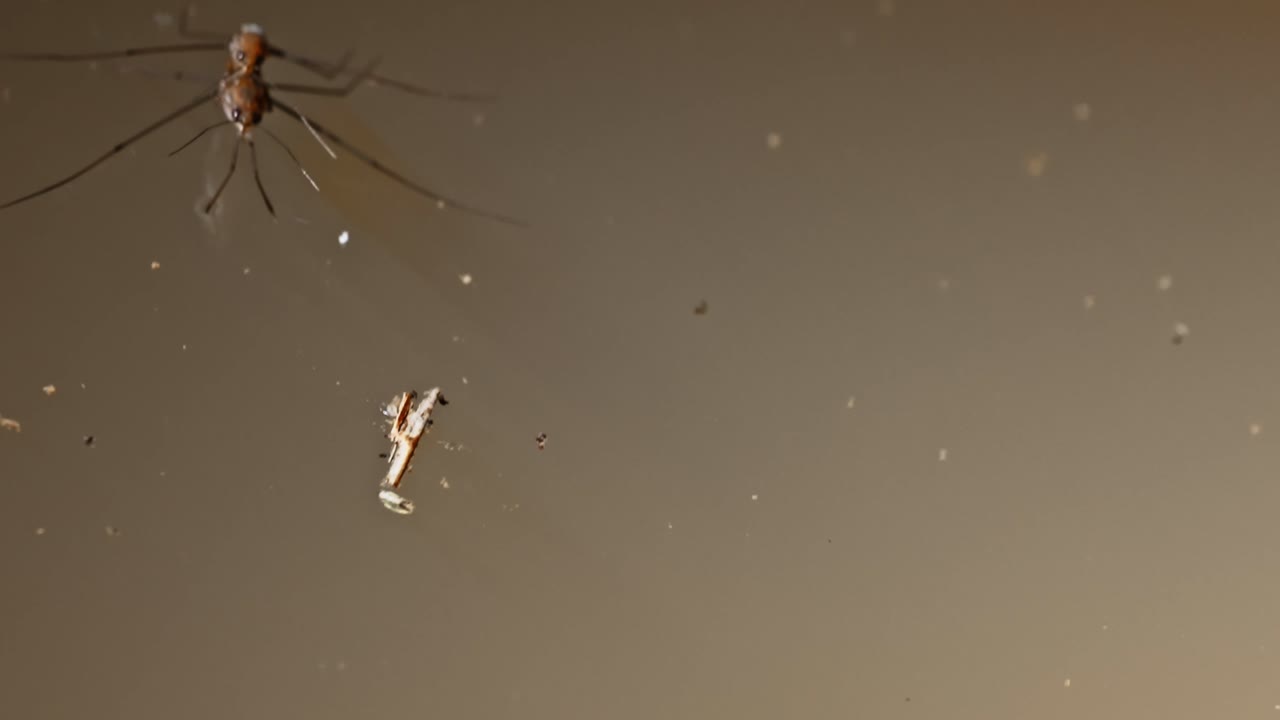 Two Gerridae, also known as Water Striders, sitting on top of the water. Another one swims over to them then away again. In Tambopata, Madre de Dios Region, Peru. garridae