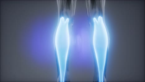 gastrocnemius- visible muscle anatomy map