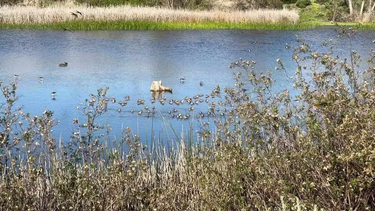 Area faunistica di San Joaquin Marsh.