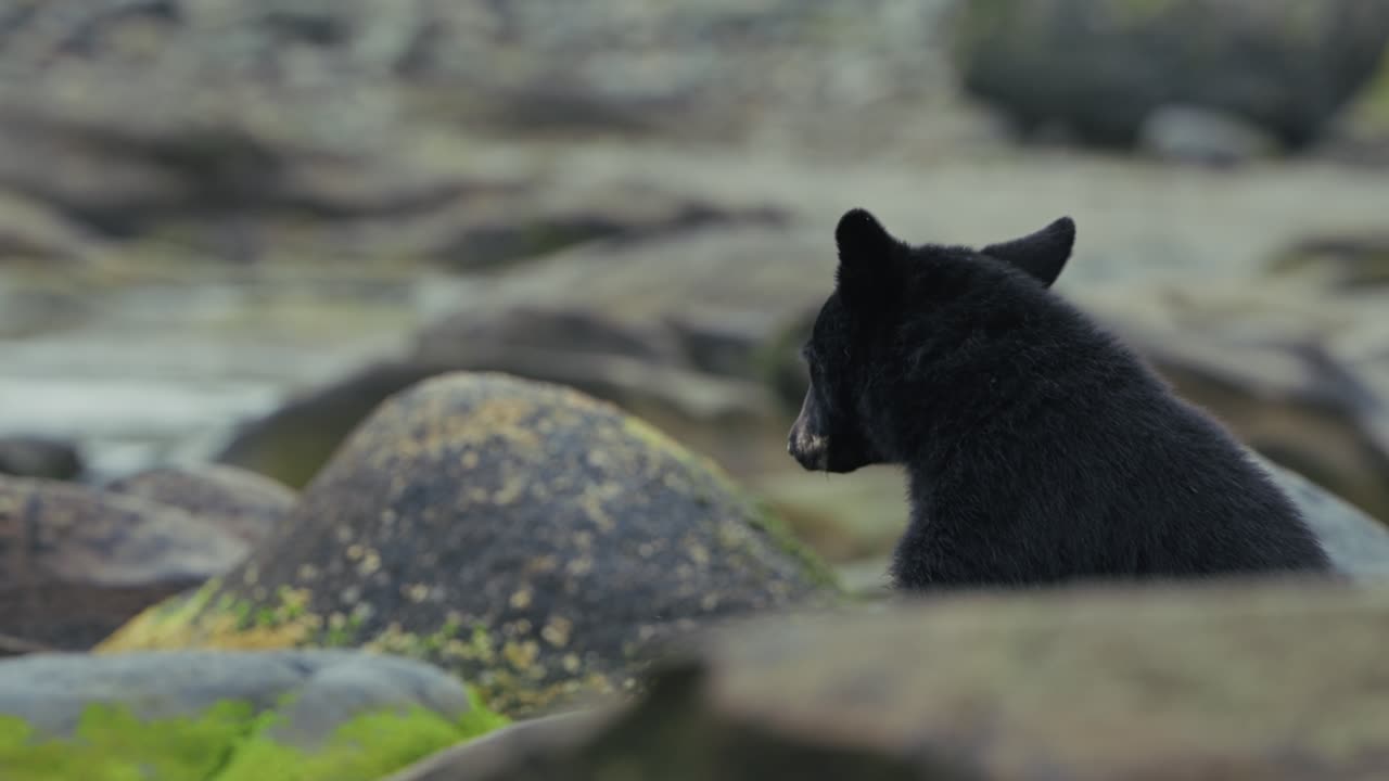 American Black Bear Yawning In The River In Port Hardy, Vancouver Island, Canada. - wide static shot