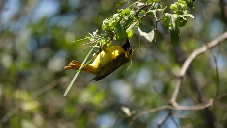 a colourful male southern masked weaver meticulously weaves grass through branches to build a nest