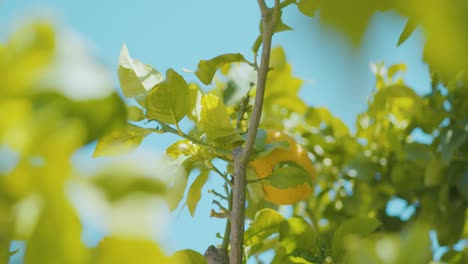 Close-up-of-a-big-and-yellow-lemon,-on-a-lemon-tree,-ready-to-be-picked