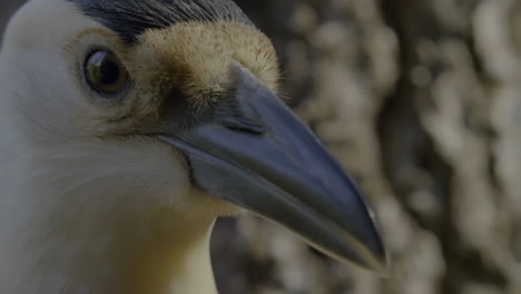 close-up of a bird's head