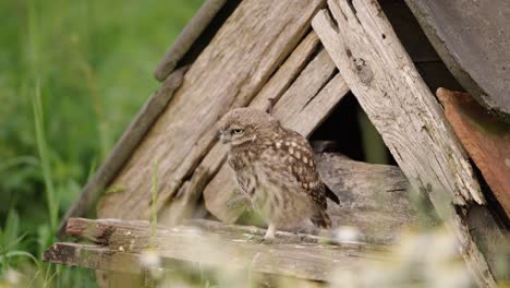 little owl bird scratching head with leg standing on porch of wooden birdhouse in summer