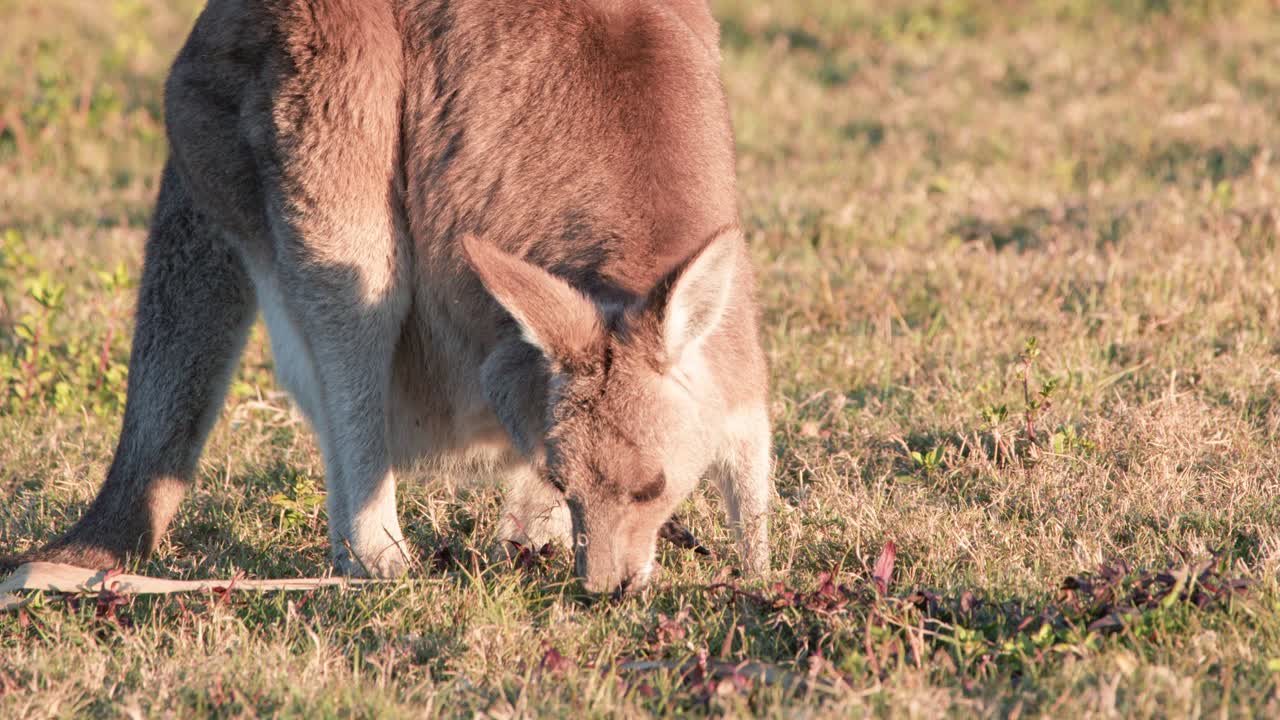 A young kangaroo feeds on grass in a sunlit open field, captured in steady close-up shots with warm, natural sunset lighting