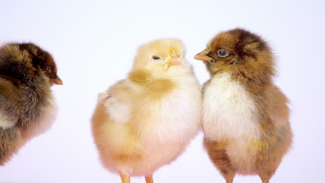 three different chicks stand together in front of white background