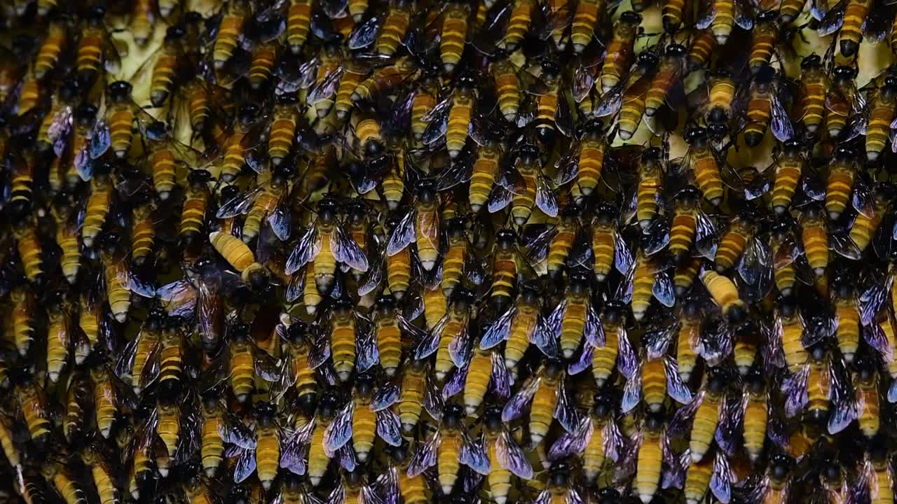 se sabe que las abejas melíferas gigantes construyen grandes colonias de nidos con bolsillos simétricos hechos de cera para almacenar miel como fuente de alimento.