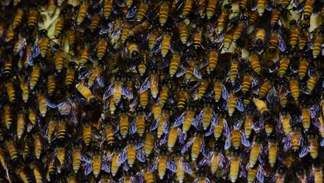 Se-Sabe-Que-Las-Abejas-Melíferas-Gigantes-Construyen-Grandes-Colonias-De-Nidos-Con-Bolsillos-Simétricos-Hechos-De-Cera-Para-Almacenar-Miel-Como-Fuente-De-Alimento.