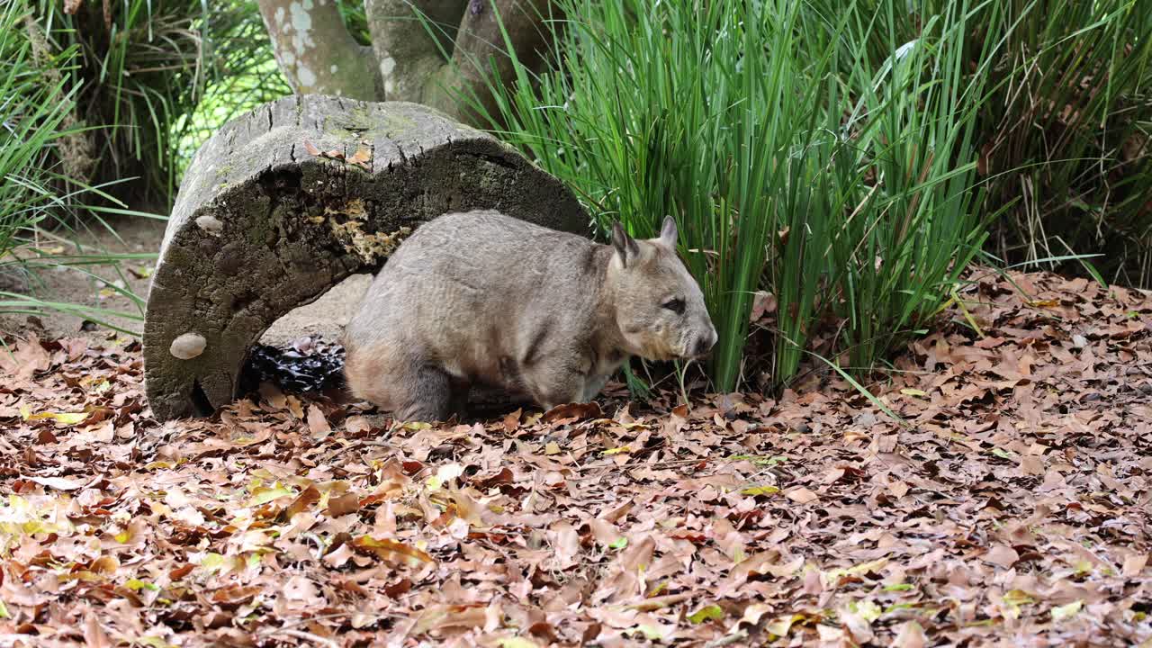 Wombat searches for food in a forest setting